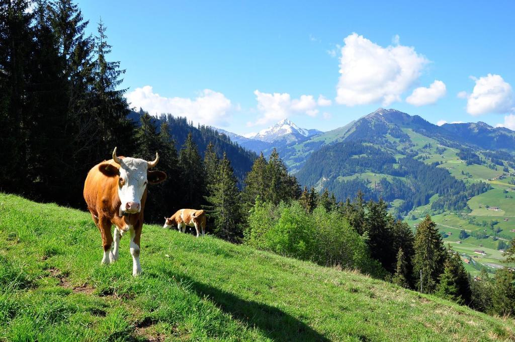 Sonnegg Hotel Zweisimmen Ngoại thất bức ảnh